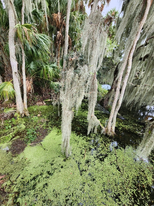Spanish moss on trees by the lake