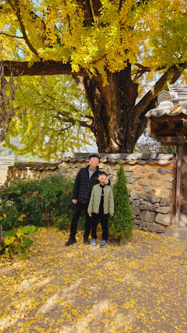 밀양 금시당 은행나무