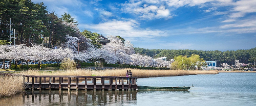 강릉-경포대-벚꽃축제-이미지