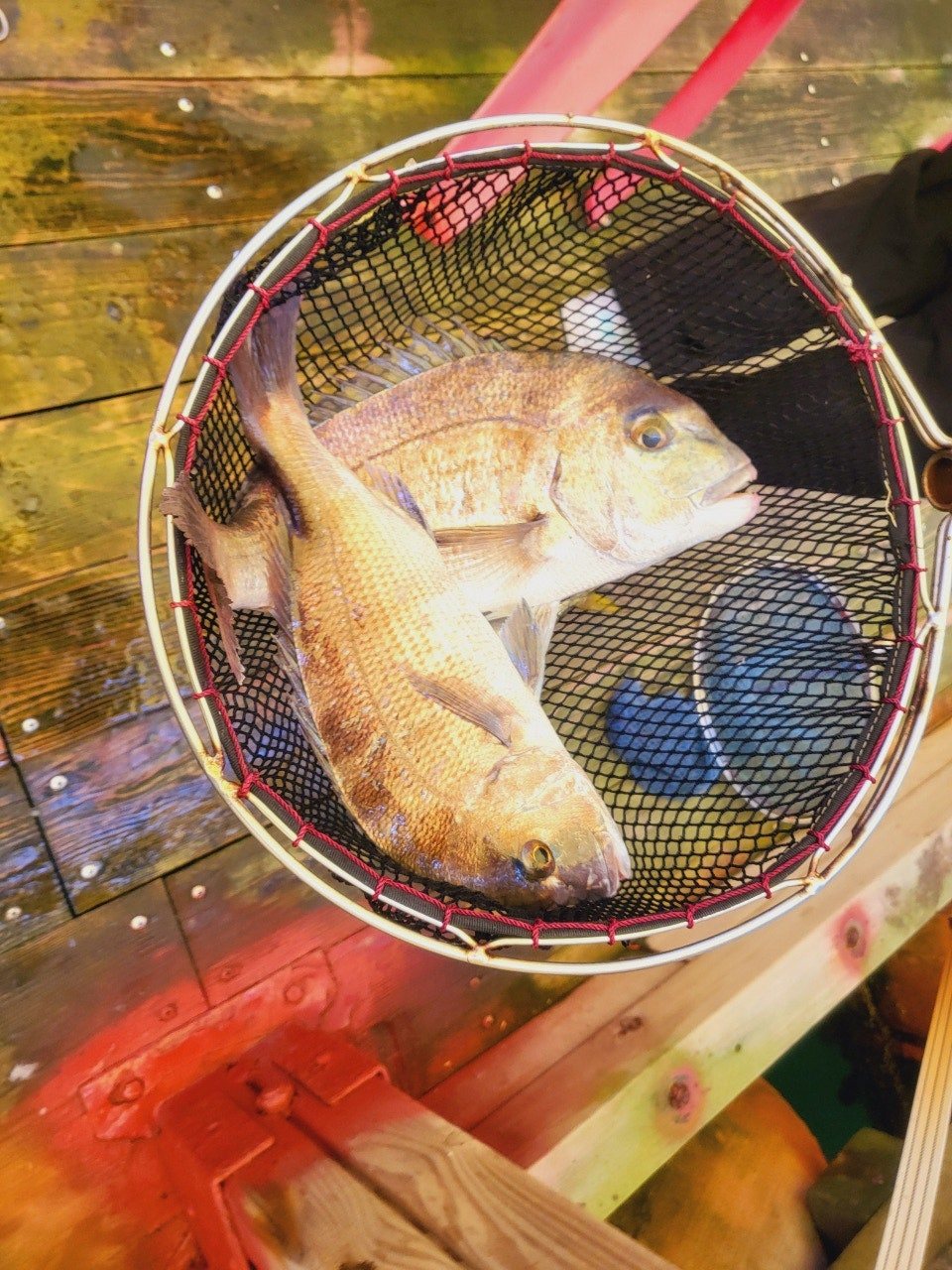 서해가볼만한곳 당진 서산 고려호 좌대 낚시 쇼핑몰 낚시대 없이 이용 가능 아이와가볼만한곳 충남가볼만한곳 아이랑갈만한곳 이색데이트 대한민국구석구석 물때표