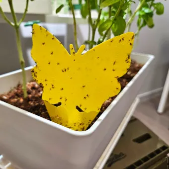 화분 뿌리파리 생기는 원인과 퇴치법 완벽 정리_13