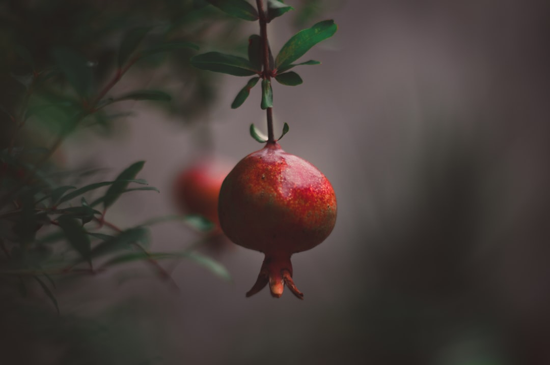 Pomegranate