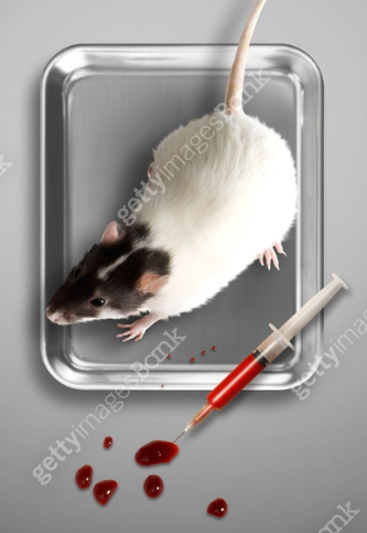 [법정 감염병] 남아메리카출혈열 증상 및 감염 경로, 예방 방법