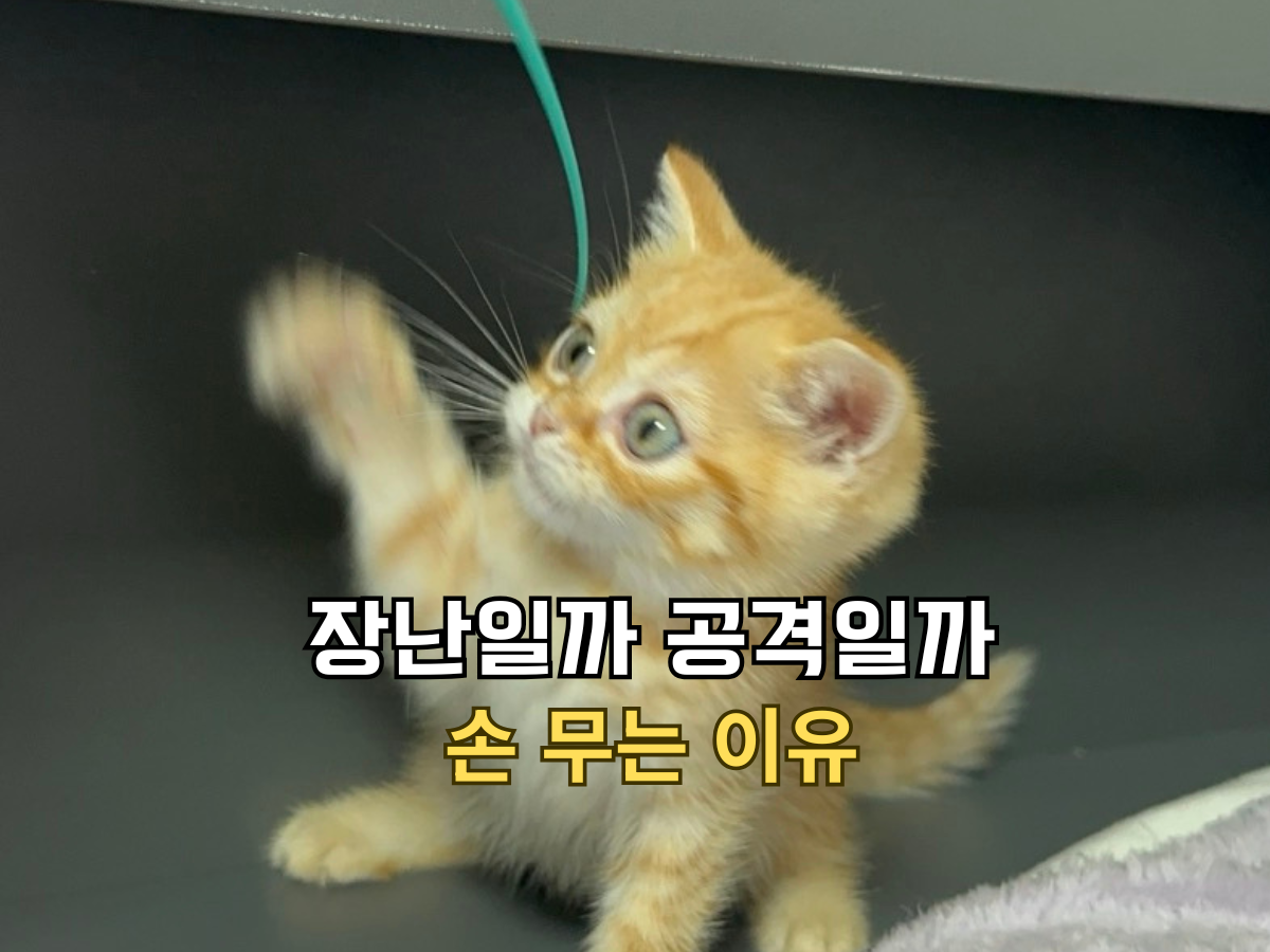 블로그 포스팅 대표 이미지. '장난일까 공격일까 손 무는 이유'라는 텍스트와 함께 낚싯대 장난감을 향해 앞발을 뻗는 치즈 고양이의 모습. 고양이가 손을 무는 이유를 설명하는 썸네일.