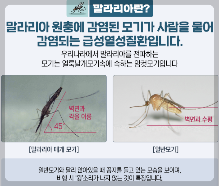 말라리아 원충