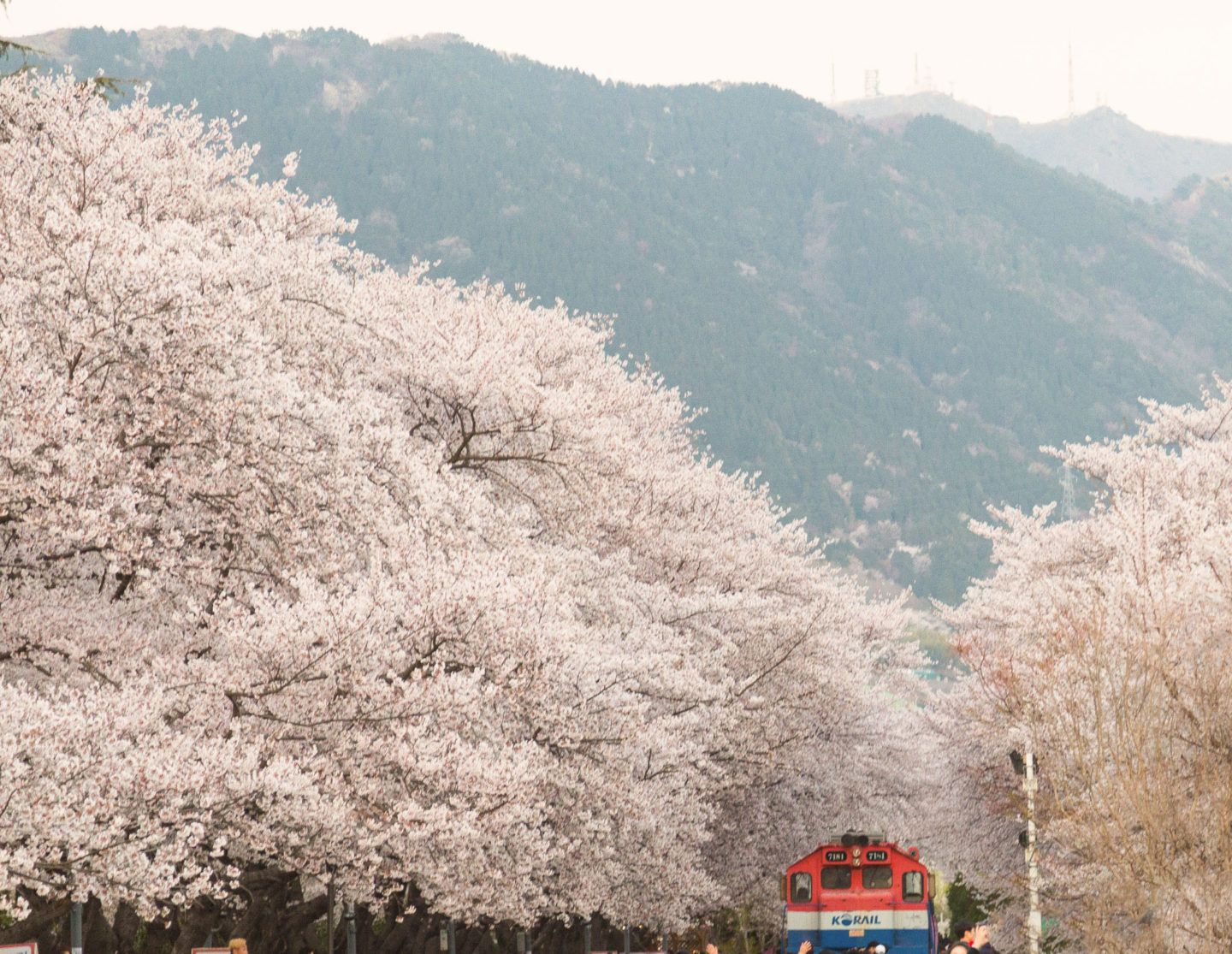 벚꽃 성지&amp;#44; 진해 군항제! 경화역&bull;여좌천 필수 코스 가이드