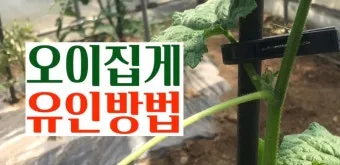 작물 순지르기 유인 기본 토마토 오이 가지 고추 수형관리_11