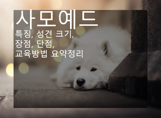 사모예드 특징, 성견 크기, 장점, 단점, 교육방법 요약정리