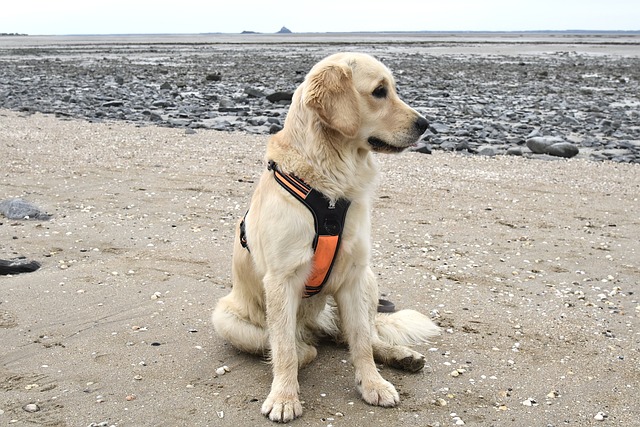 반려견을 더 예민하게 만드는 실수들에 대해 알기