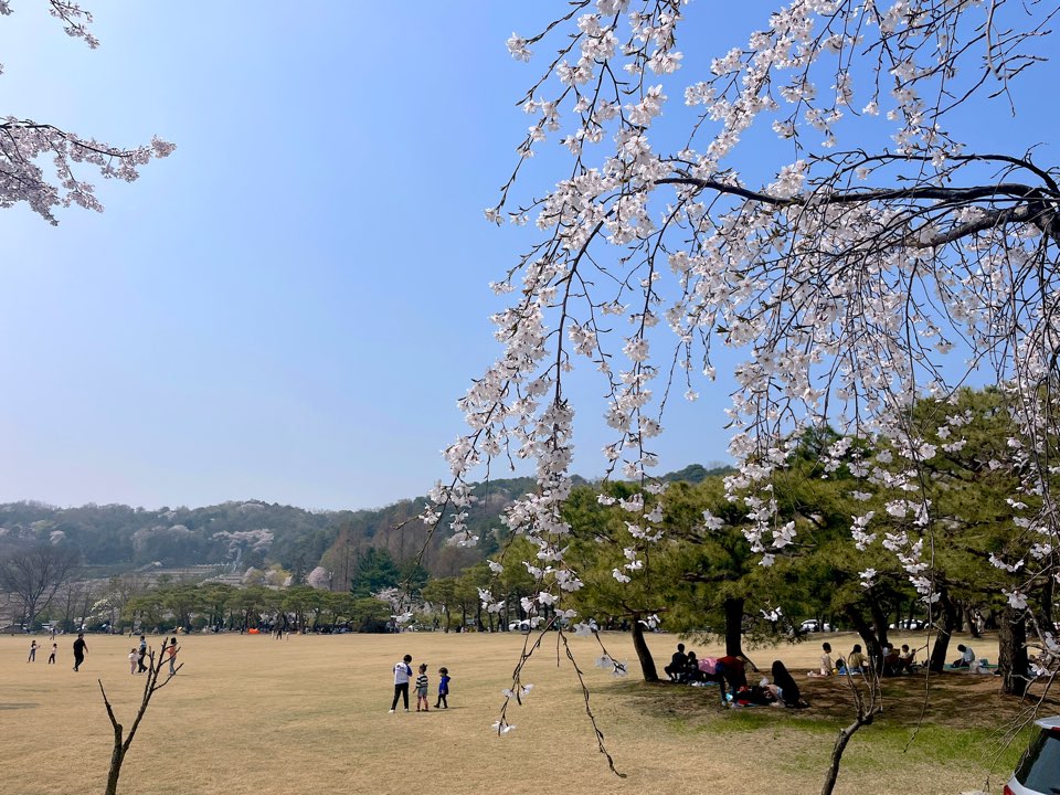 벚꽃