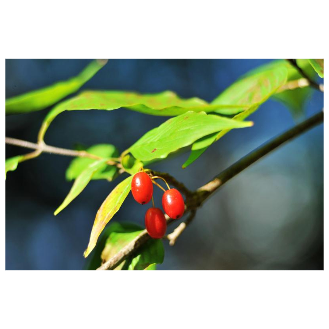 구기자와 관련된 사진입니다.