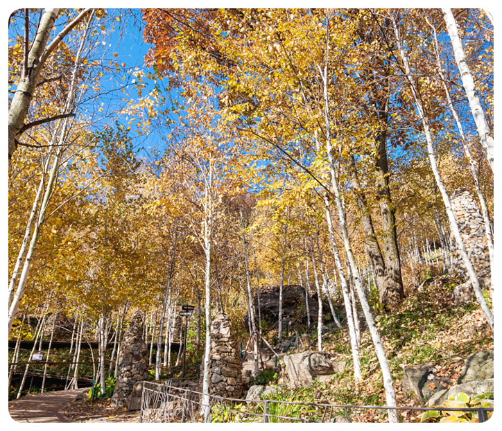 화담숲&amp;#44;자작나무 숲