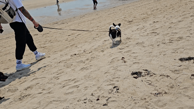 해변을 걷고 있는 강아지 세 마리