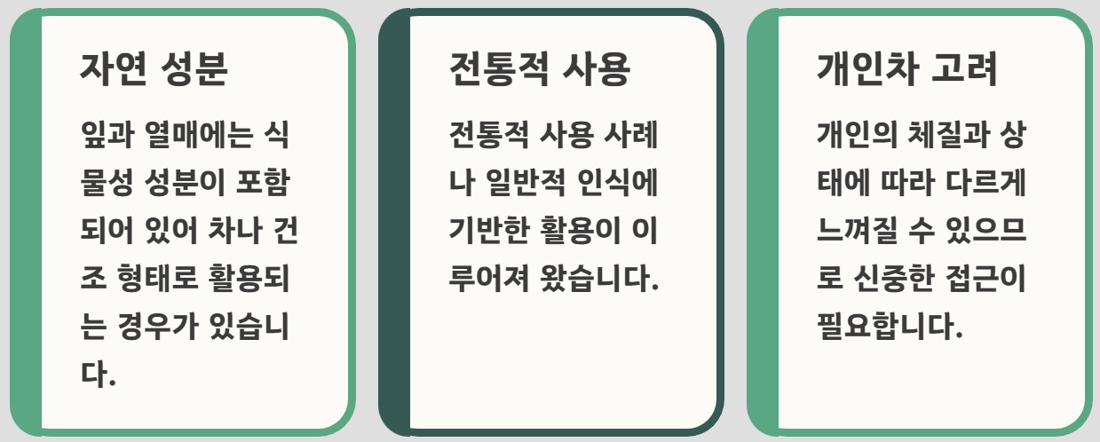 감태나무의 효능 열매 차 기름