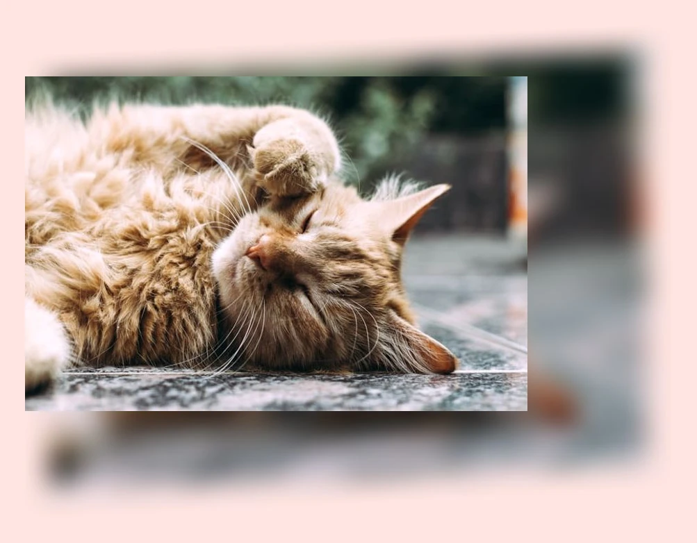 고양이 건강 관리_2_subsection