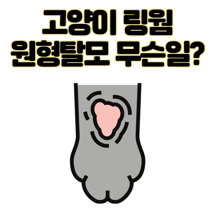 고양이 링웜 증상, 원인, 치료, 예방 총정리 원형탈모 무슨일?
