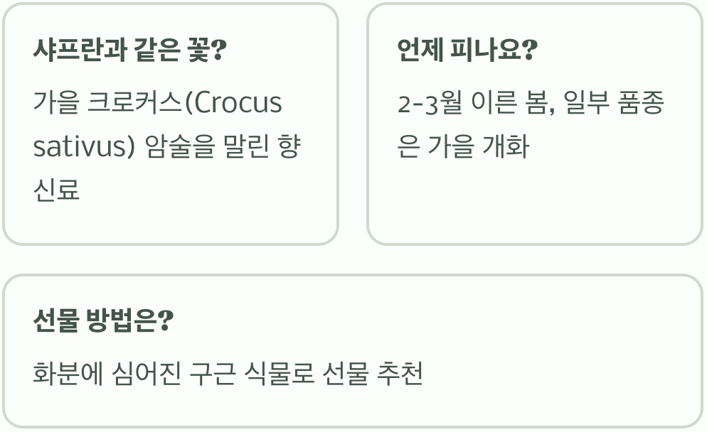 크로커스 꽃말과 상징적 의미 총정리