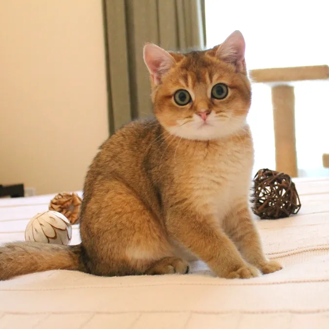 브리티쉬숏헤어 고양이 실버 유전병 분양 가격 성격_1