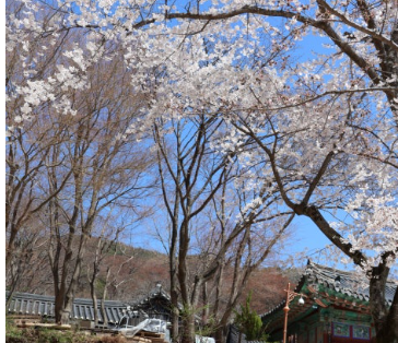 서산 개심사 겹벚꽃·청벚꽃 개화상황