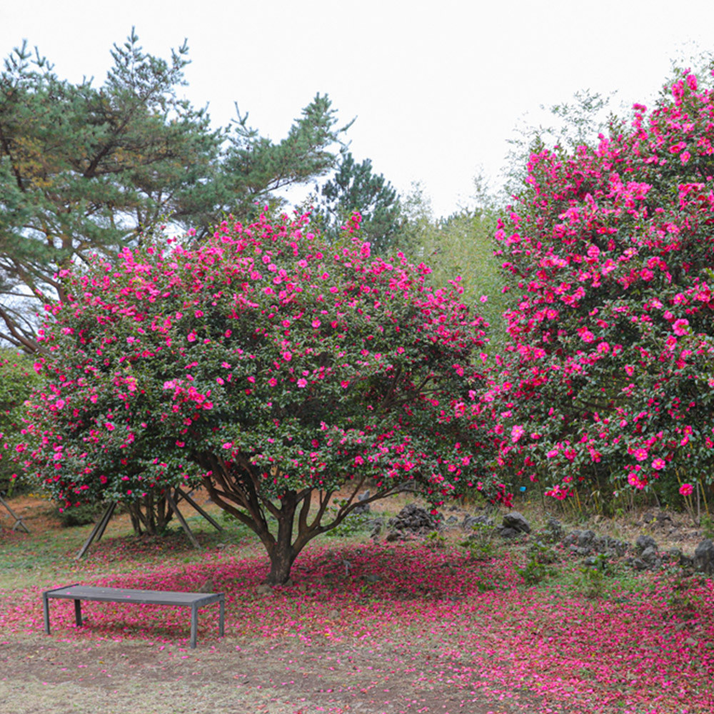 상효원내부사진