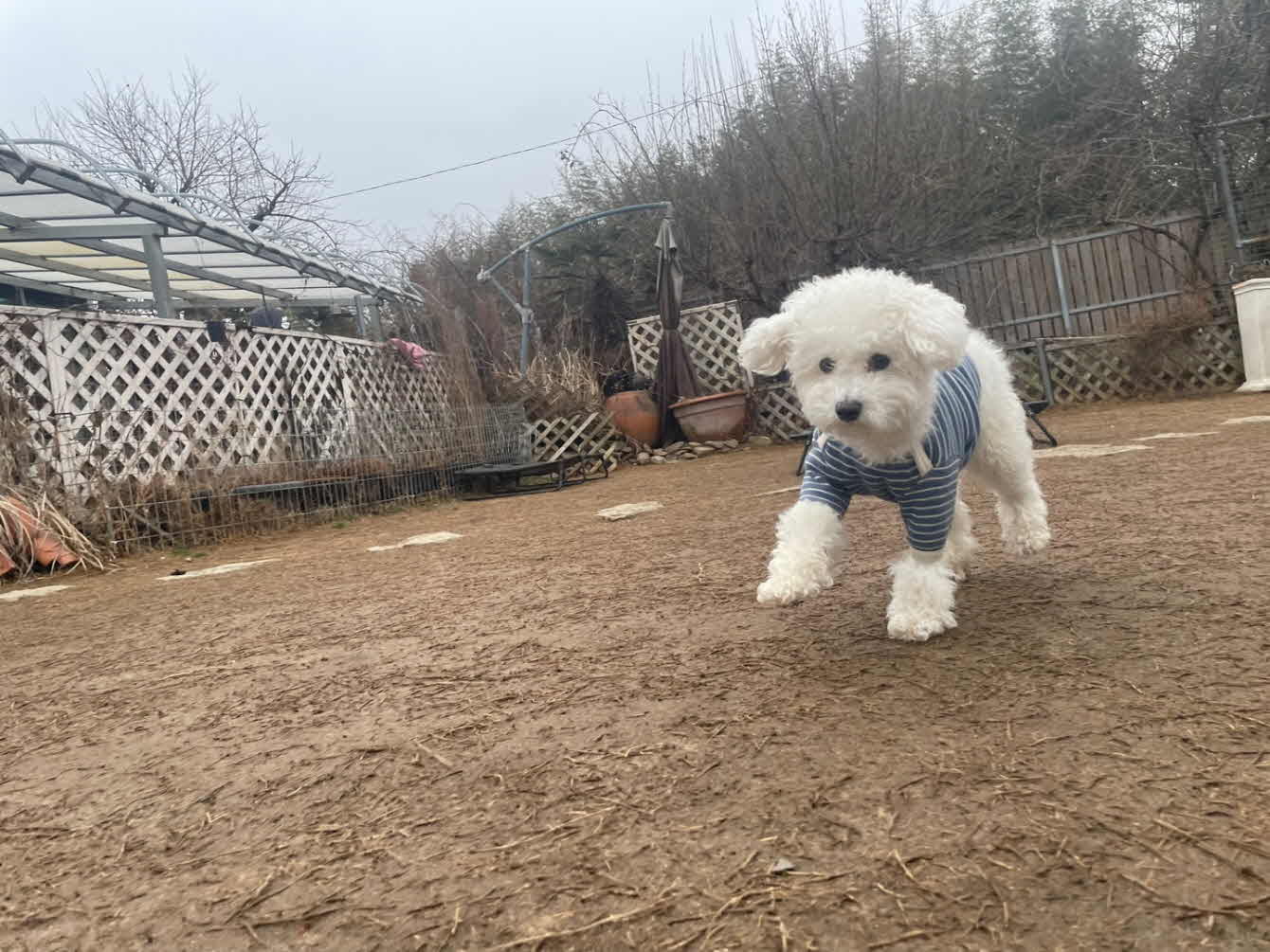 귀를 팔랑거리며 뛰기