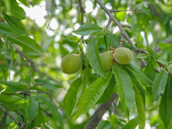 개복숭아효소 담그는법