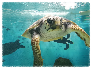 아쿠아플라넷 여수