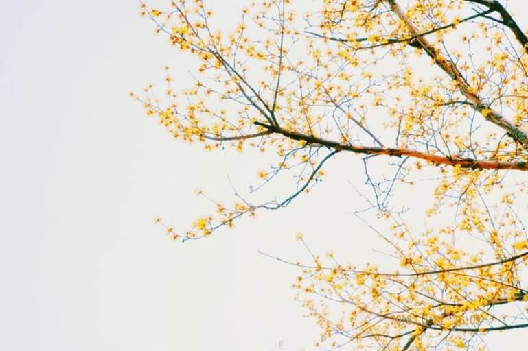 구례 산수유꽃축제