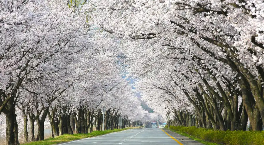 합천 백리벚꽃길 사진
