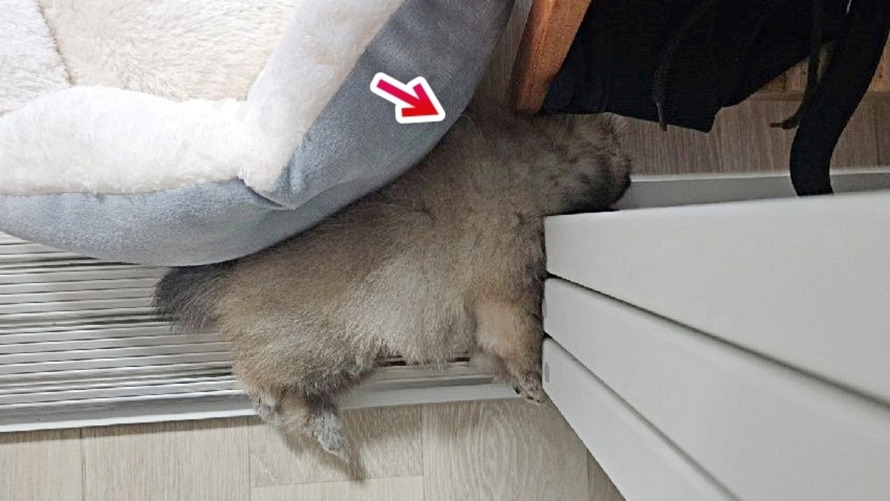 목을 끼우고 자는 새끼 강아지의 잠버릇