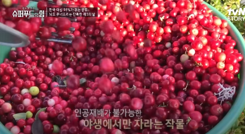 링곤베리 퓨레 효능 먹는법