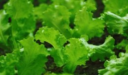 농축산물 할인지원