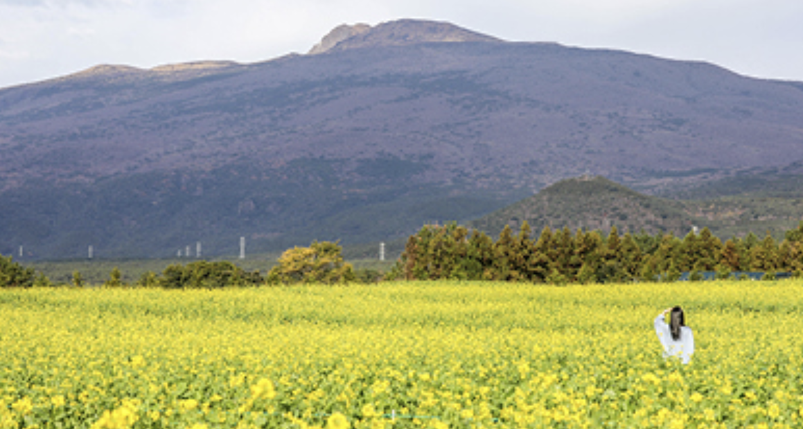휴애리 제주관광
