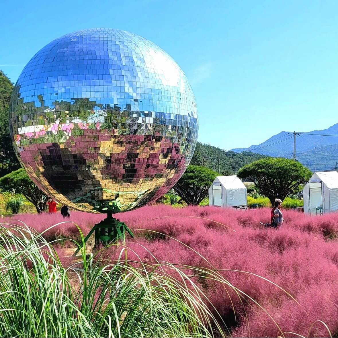 고창 핑크뮬리 축제