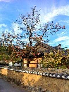 뒤에는-푸른-하늘이-있으며-앞마당에는-커다란-감나무가-있고-나즈막하지만-정리가-잘된-돌담-울타리에-기와지붕이-있는-시골집