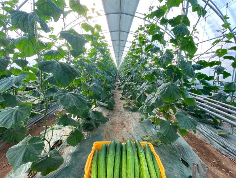 생방송투데이 이 주의 장바구니 진천 오이 구매방법, 보관법, 세척법, 활용법 진천햇살농원