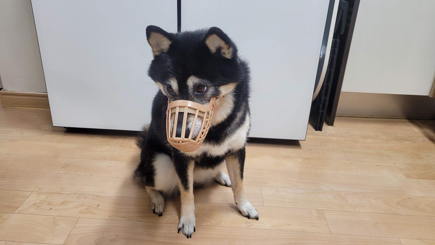 입마개를 하고 앉아있는 강아지