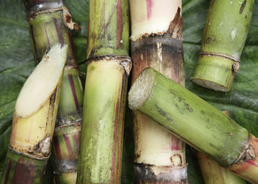 폴리코사놀의효능