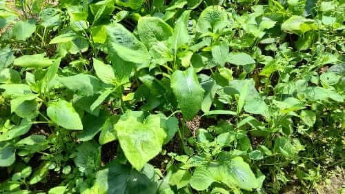 곤드레-고려엉겅퀴-모종심는방법-정식-아주심기-모종심기방법-수확시기-수확방법