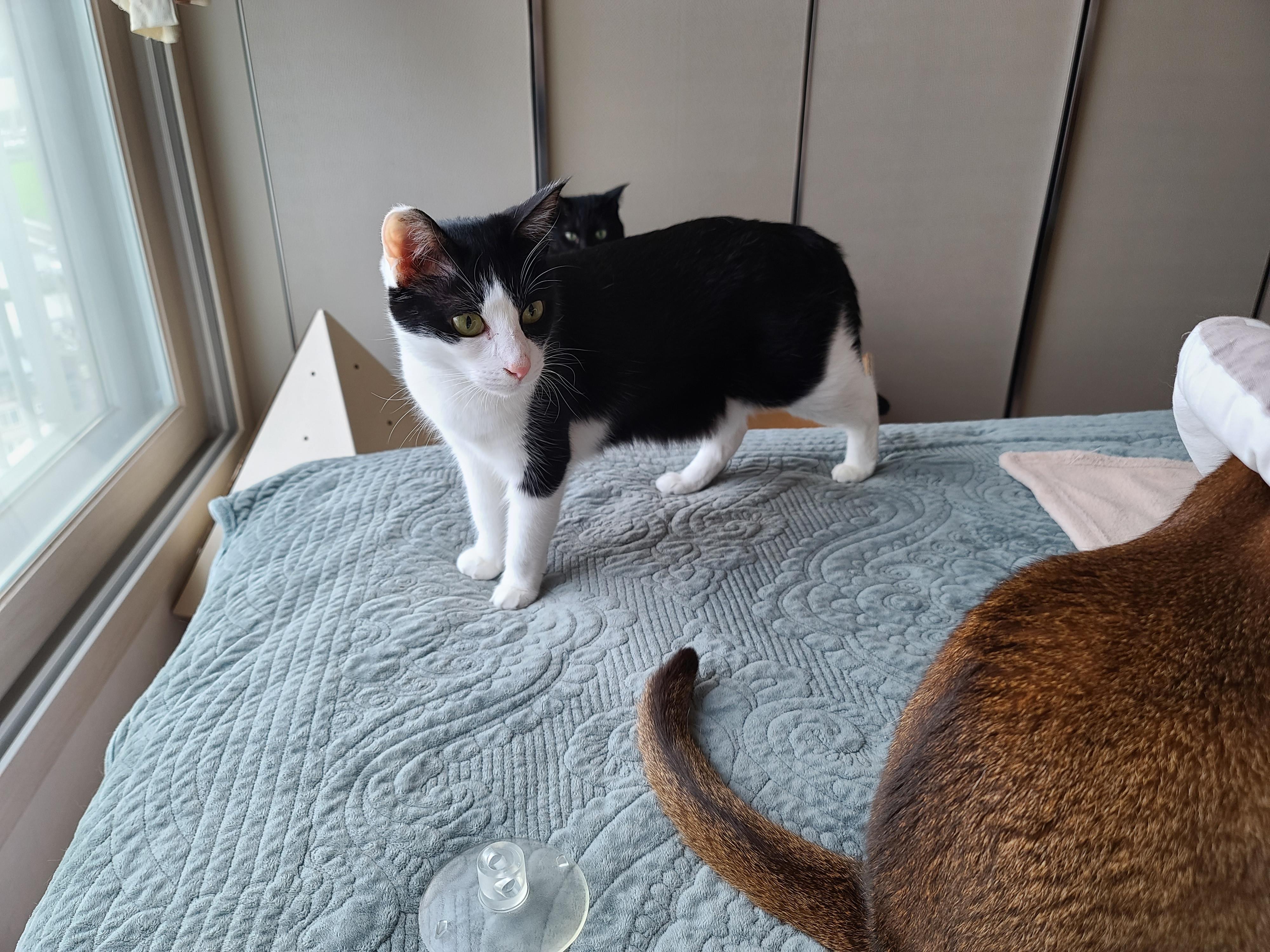 냥냥이들의 캣워크, 캣볼을 달았다. (내돈내산,스압주의)