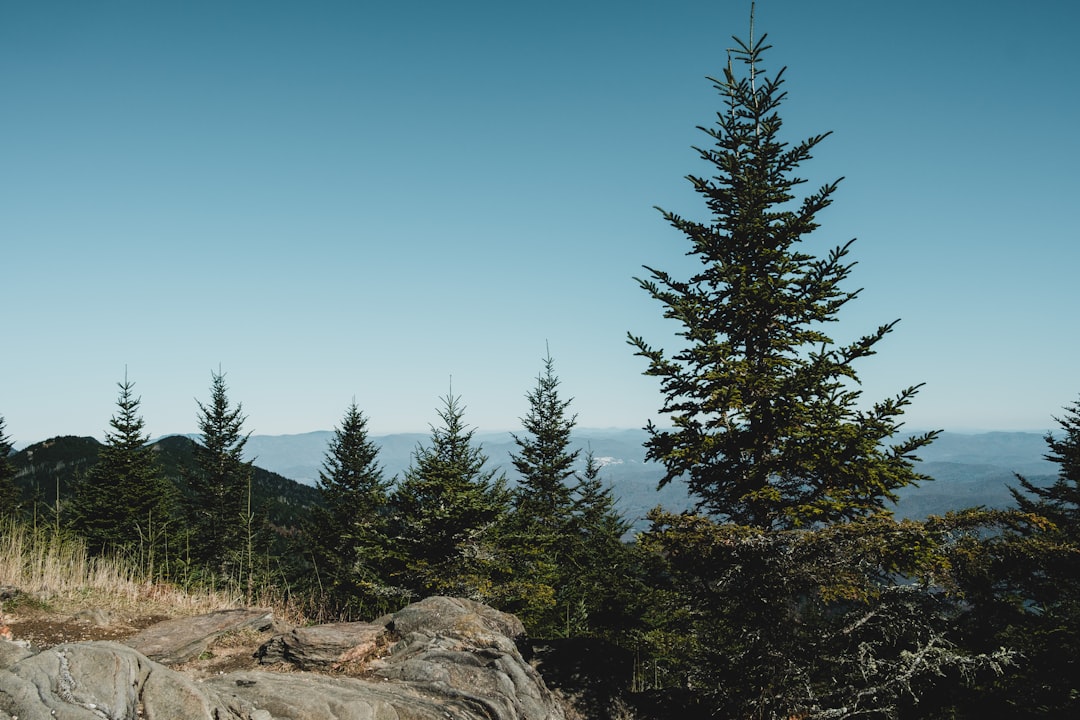 Pine tree