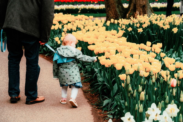 네덜란드 튤립축제