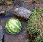 여름수박 냉장고 보관 꿀팁