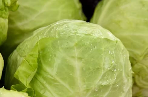 양배추 사진