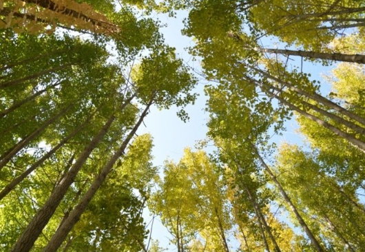 도리마을 은행나무숲