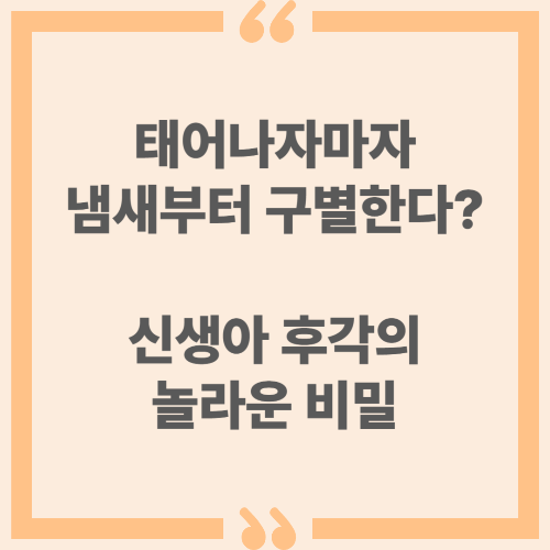 태어나자마자 냄새부터 구별한다? 신생아 후각의 놀라운 비밀