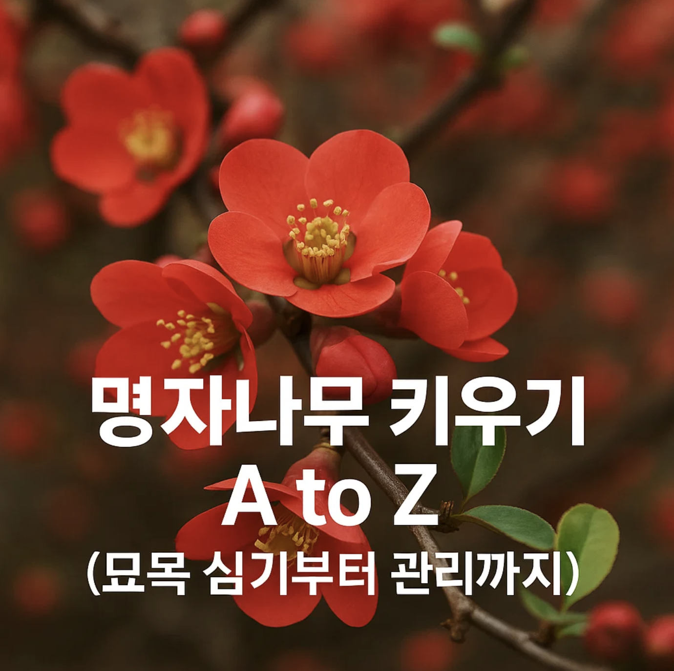 명자나무 키우기 A to Z (묘목 심기부터 관리까지)