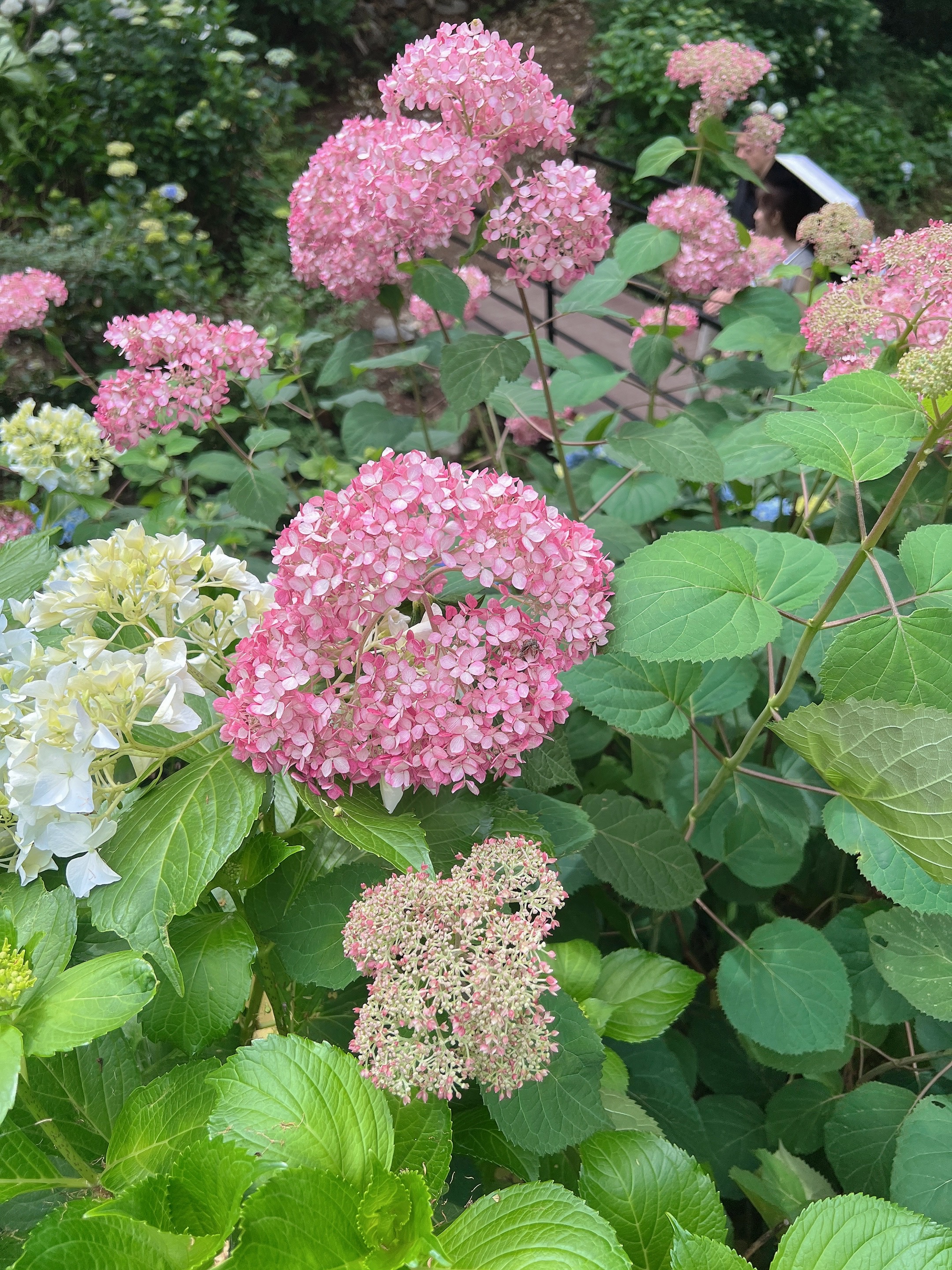 어실정원 수국카페, 분홍수국