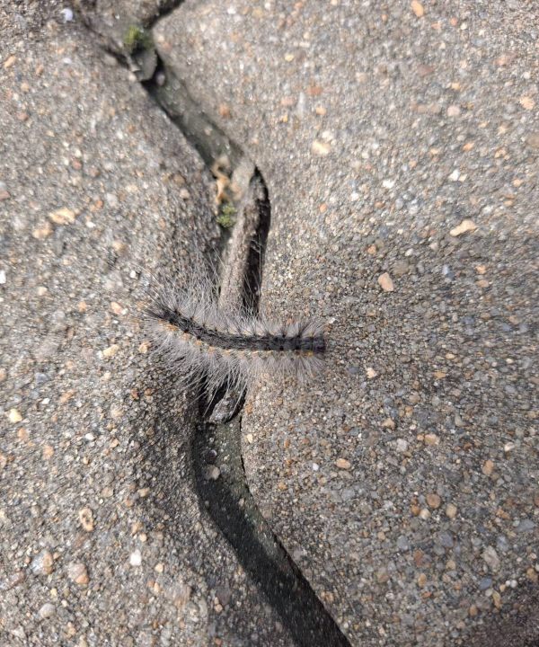 바닥에서 송충이 발견