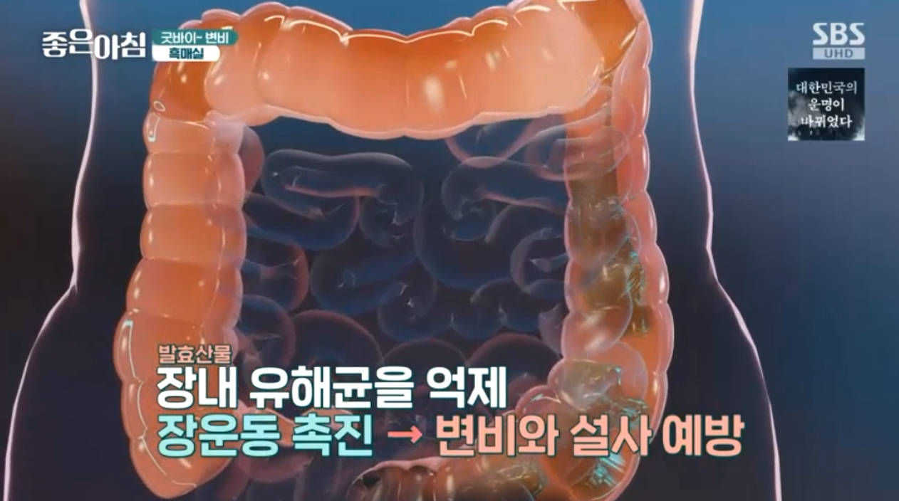 매실 흑매실 효능 매실짱아찌 매실청 만드는법